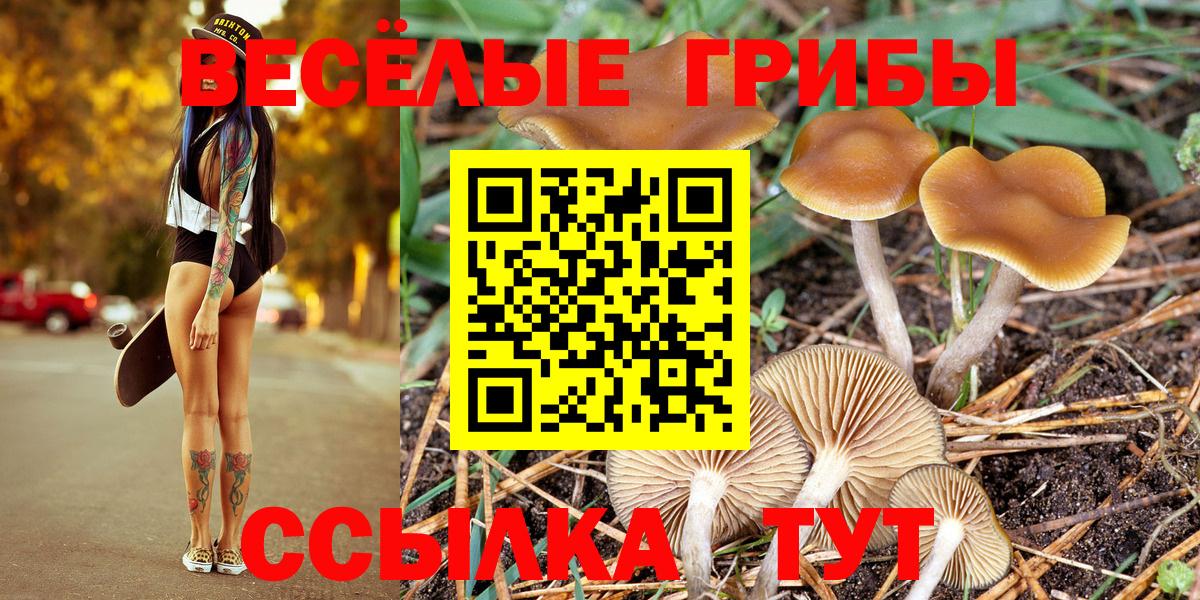 Псилоцибиновые грибы Psilocybine cubensis Йошкар-Ола